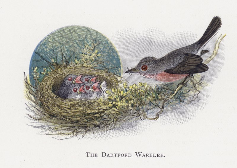 A Dartford Warbler alkotó: Alexander Francis Lydon