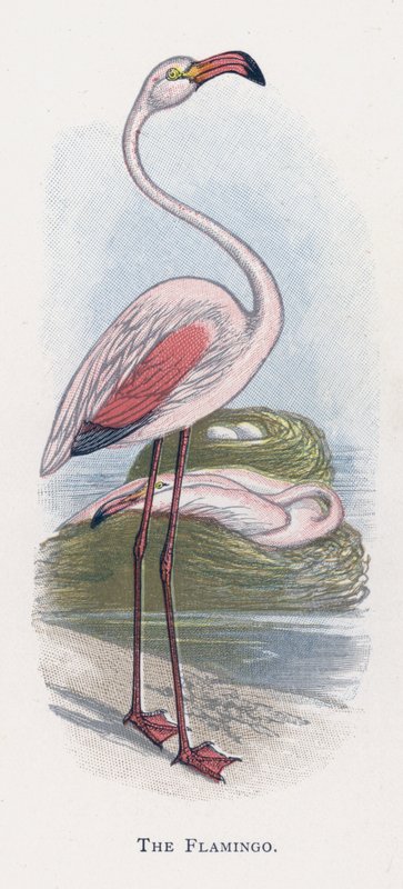 A Flamingó alkotó: Alexander Francis Lydon