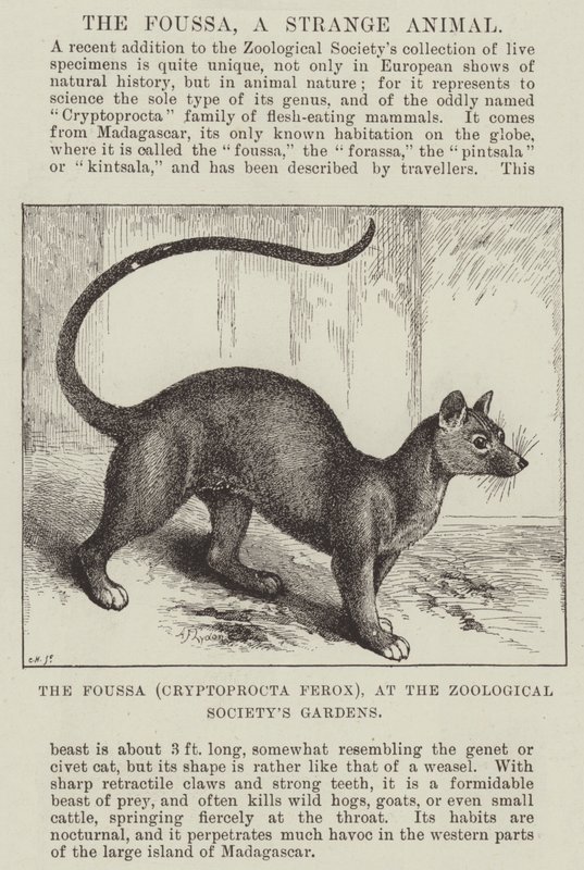 A Foussa (Cryptoprocta Ferox), az Állattani Társaság Kertjében alkotó: Alexander Francis Lydon