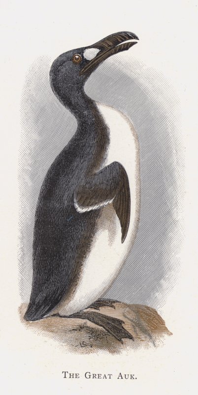 A Nagy Auk alkotó: Alexander Francis Lydon