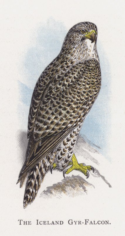 Az izlandi Gyr-Falcon alkotó: Alexander Francis Lydon