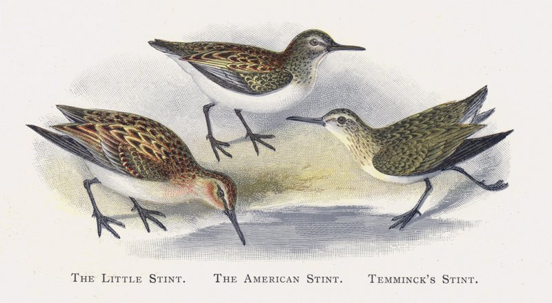 The Little Stint, The American Stint, Temminck