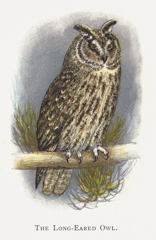 A hosszú fülű bagoly alkotó: Alexander Francis Lydon