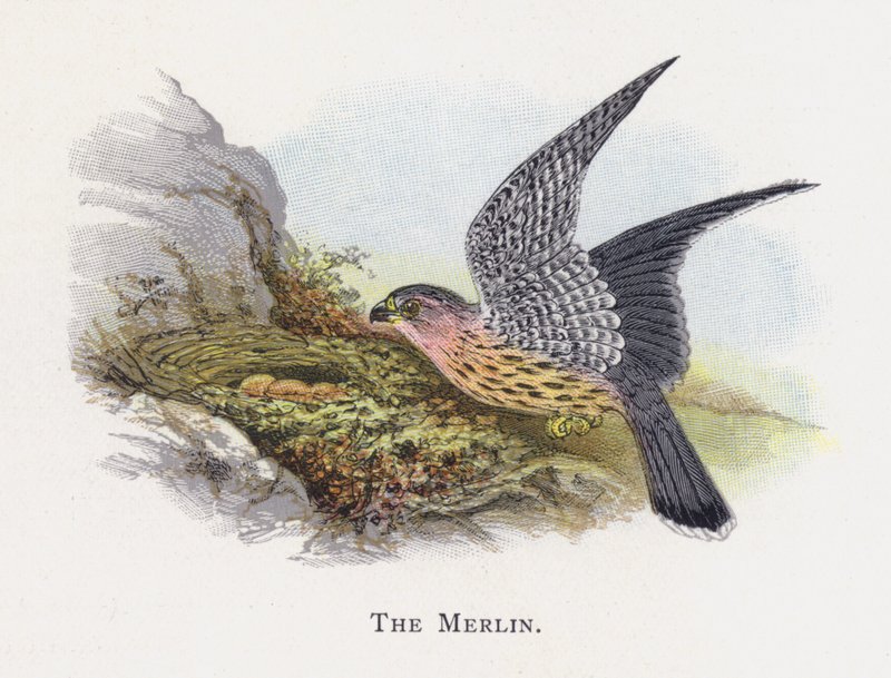 A Merlin alkotó: Alexander Francis Lydon