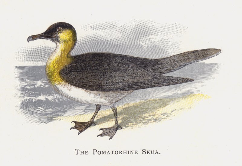 A Pomatorhine Skua alkotó: Alexander Francis Lydon