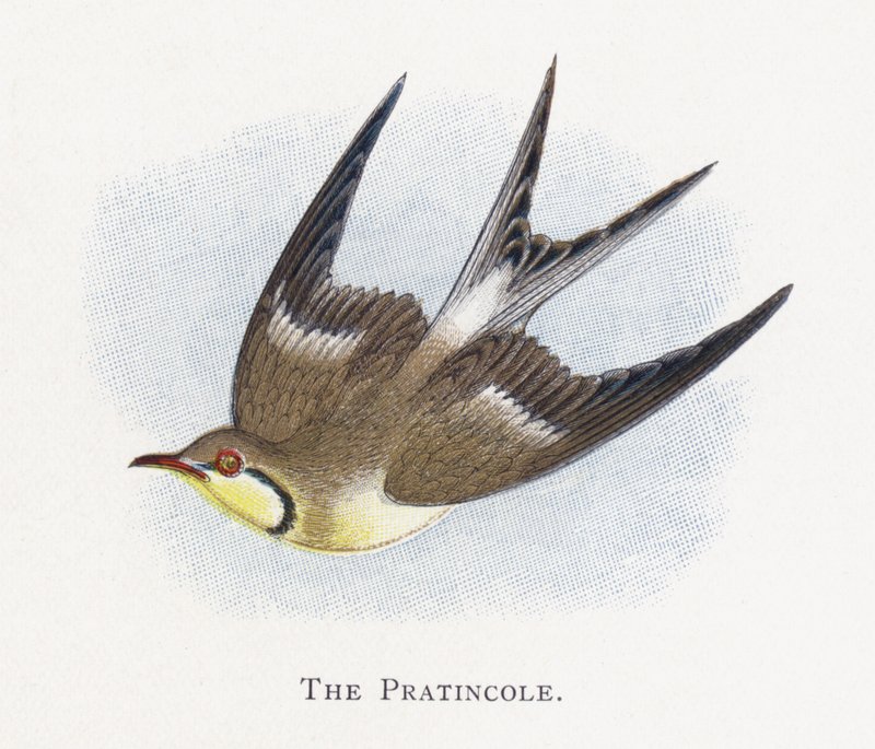 A Pratincole alkotó: Alexander Francis Lydon