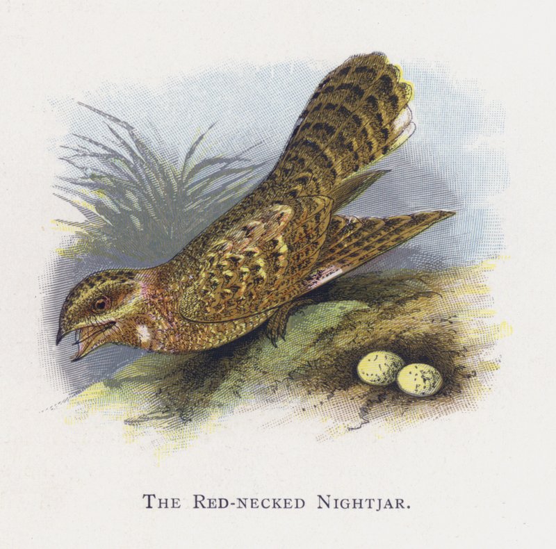 A vörös nyakú Nightjar alkotó: Alexander Francis Lydon