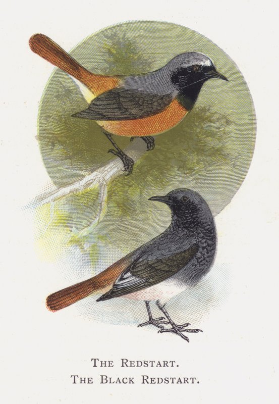 The Redstart, The Black Redstart alkotó: Alexander Francis Lydon