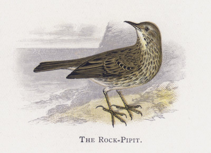 A Rock-Pipit alkotó: Alexander Francis Lydon