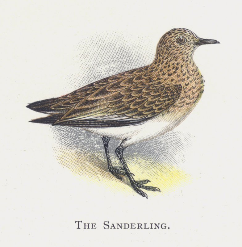 A Sanderling alkotó: Alexander Francis Lydon