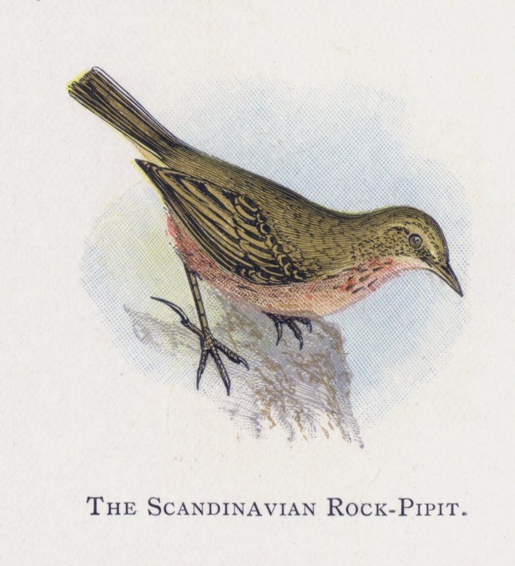 A skandináv rock-pipit alkotó: Alexander Francis Lydon
