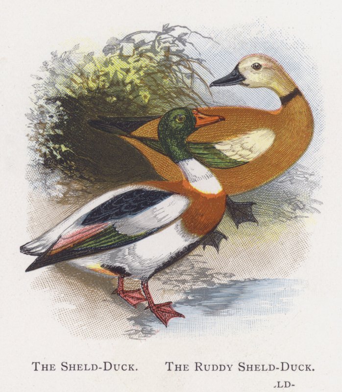 The Shield-Duck, The Ruddy Shelduck alkotó: Alexander Francis Lydon