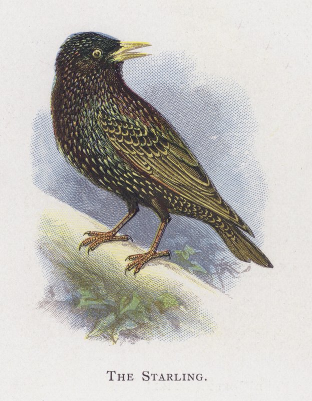 A Starling alkotó: Alexander Francis Lydon