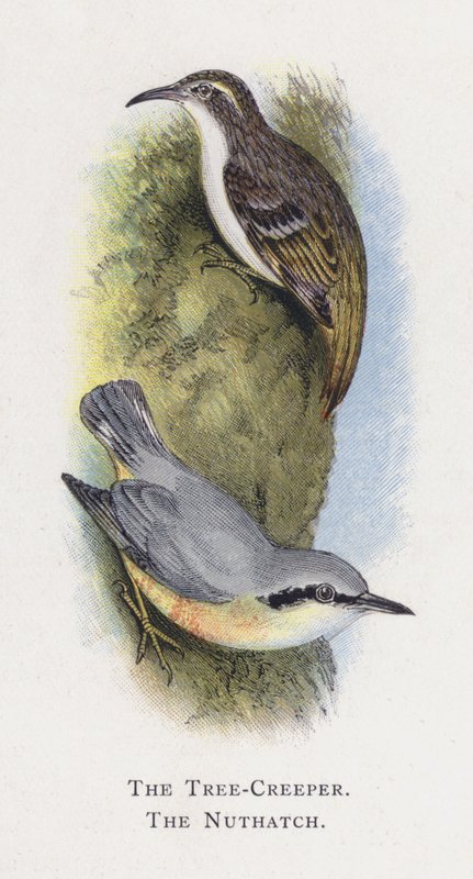 The Tree-Creeper, The Nuthatch alkotó: Alexander Francis Lydon