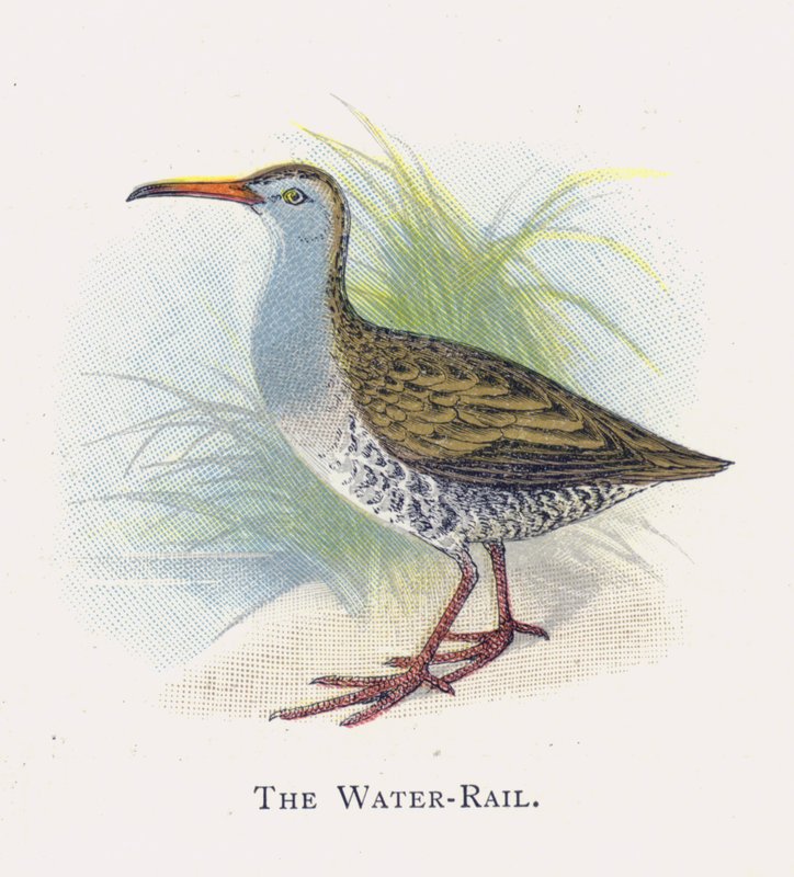 A Water-Rail alkotó: Alexander Francis Lydon