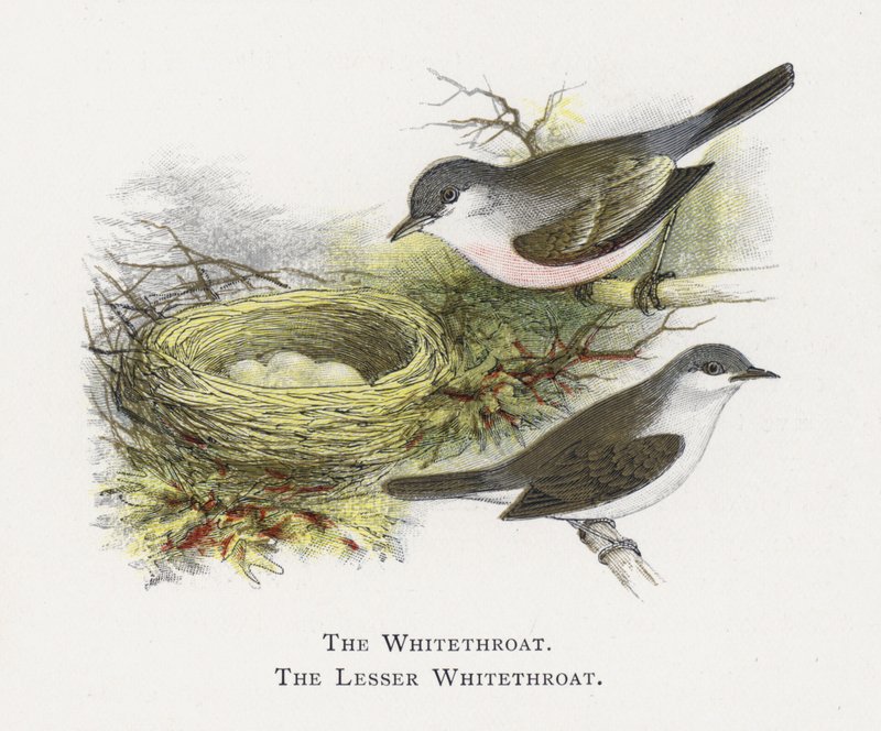 The Whitethroat, The Lesser Whitethroat alkotó: Alexander Francis Lydon