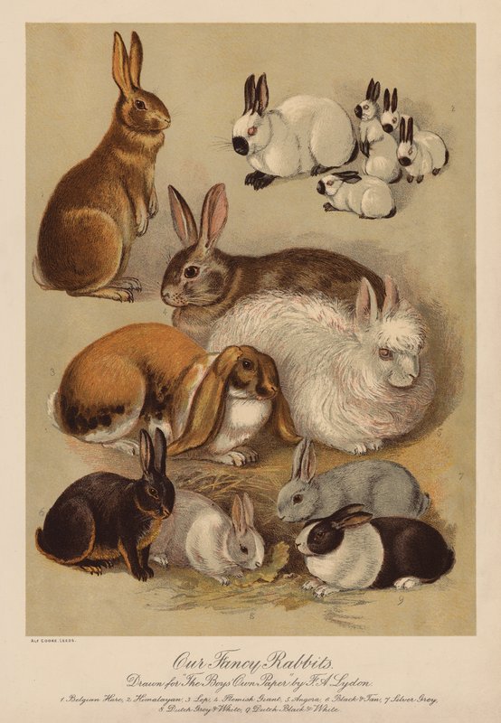 Nyulak (chromolitho) alkotó: Alexander Francis (after) Lydon