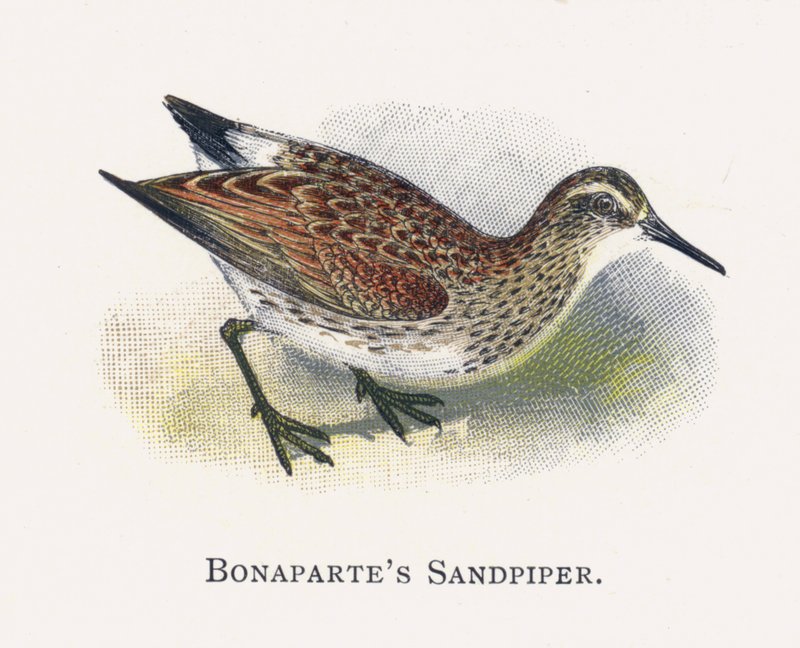 Bonapartes Sandpiper alkotó: Alexander Francis Lydon