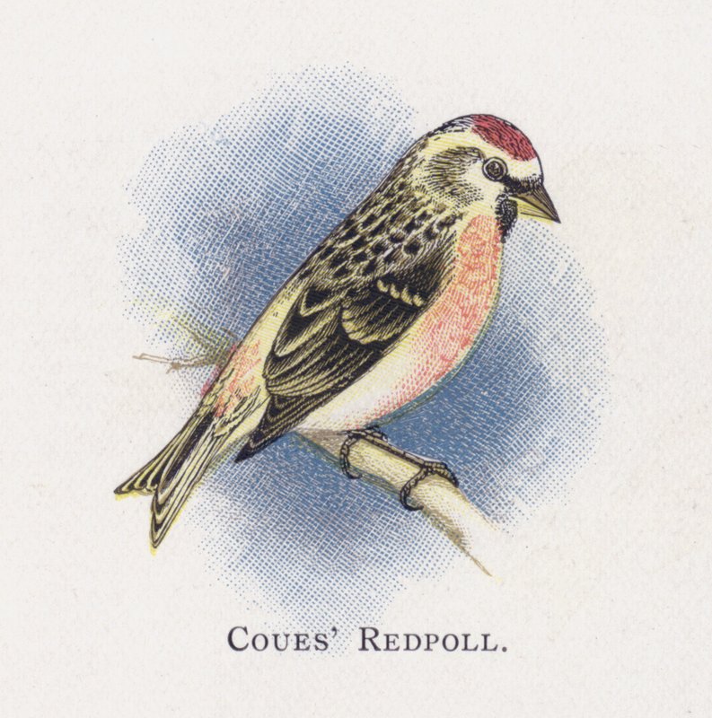 Coues Redpoll alkotó: Alexander Francis Lydon