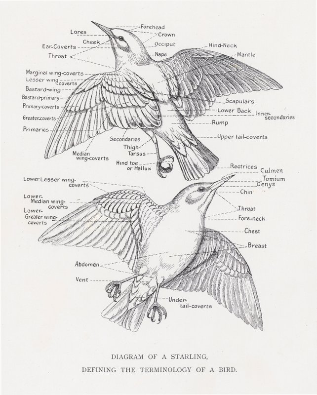 Seregély diagramja, amely meghatározza a madár terminológiáját (litho) alkotó: Alexander Francis Lydon