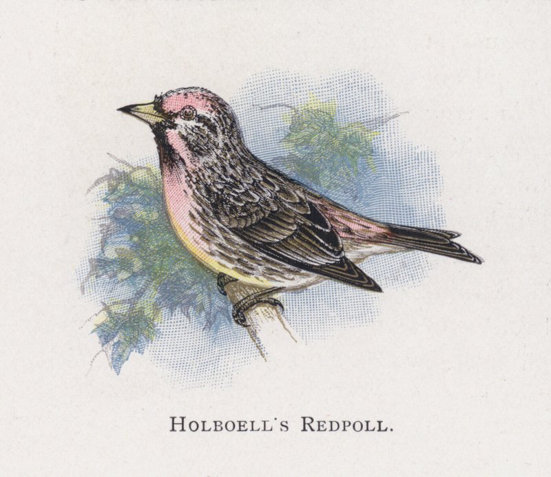 Holboells Redpoll alkotó: Alexander Francis Lydon