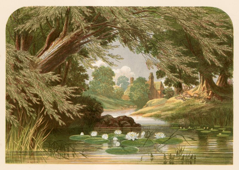 Illusztráció Mrs. Hemans A tavirózsához című művéhez alkotó: Alexander Francis Lydon