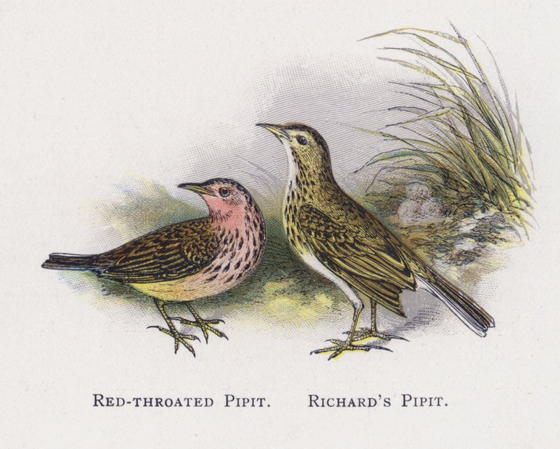 Vöröstorkú Pipit, Richards Pipit alkotó: Alexander Francis Lydon