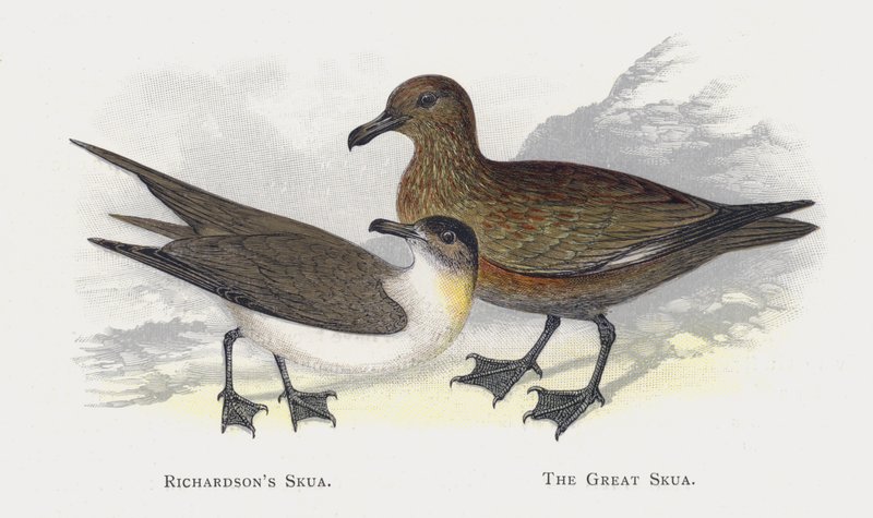 Richardsons Skua, A nagy Skua alkotó: Alexander Francis Lydon