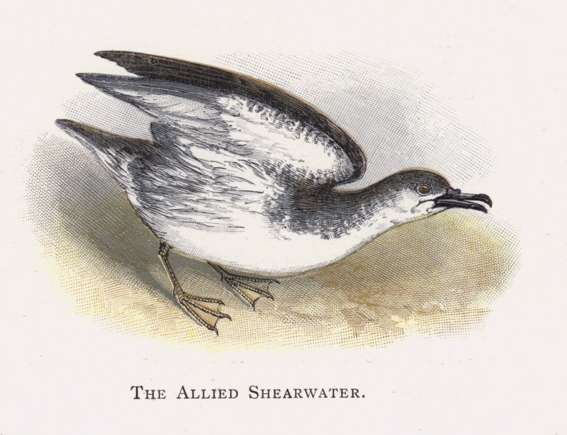 A szövetséges Shearwater alkotó: Alexander Francis Lydon