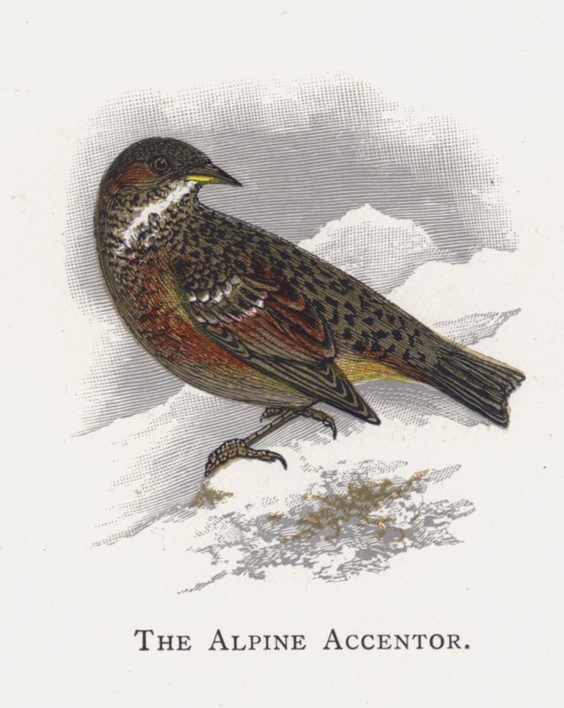 Az alpesi Accentor alkotó: Alexander Francis Lydon