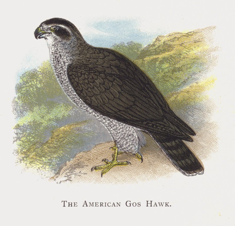 Az amerikai Gos Hawk alkotó: Alexander Francis Lydon