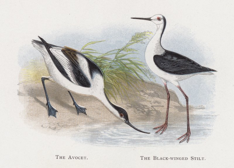 Az Avocet, A feketeszárnyú gólyalábas alkotó: Alexander Francis Lydon