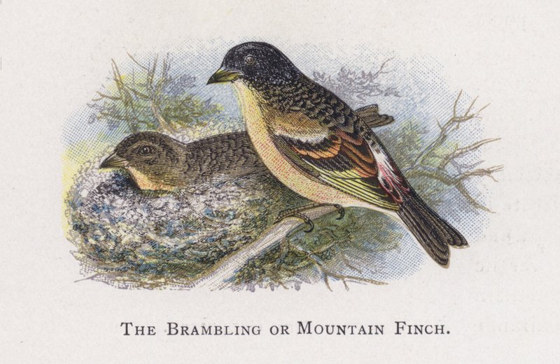 A bramling vagy hegyi pinty alkotó: Alexander Francis Lydon