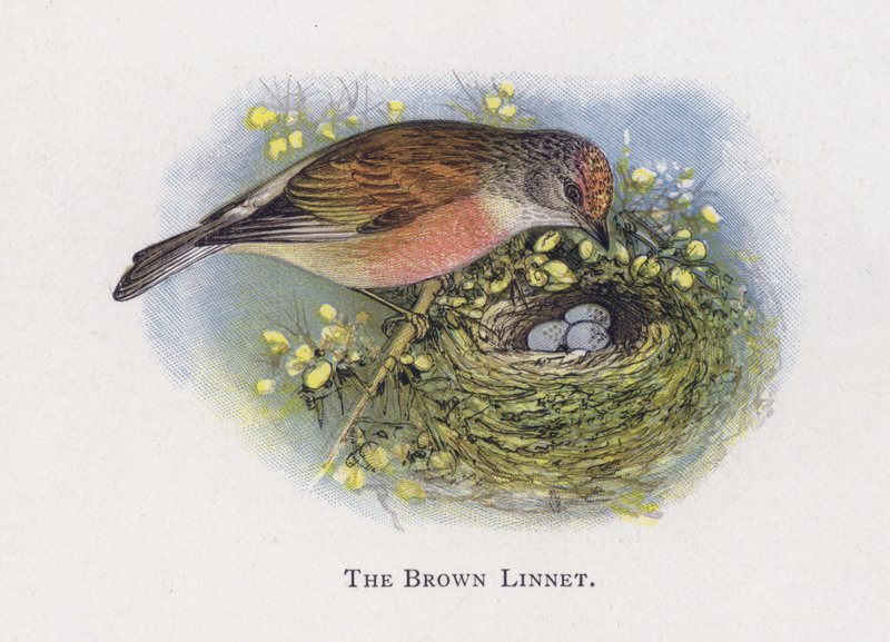 A Barna Linnet alkotó: Alexander Francis Lydon