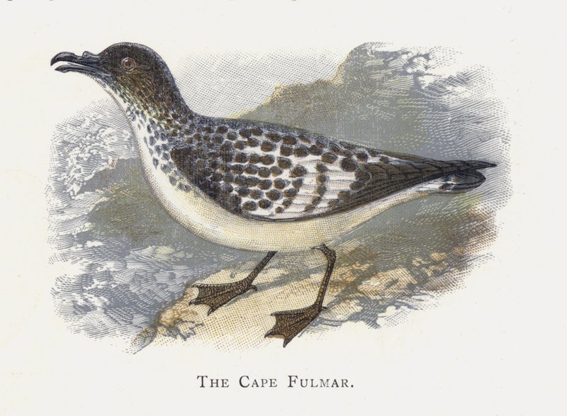 A Fulmar-fok alkotó: Alexander Francis Lydon