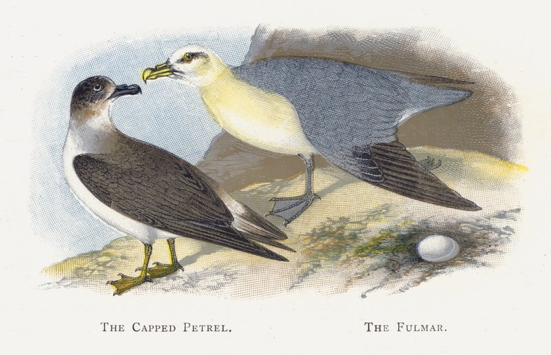 The Cappped Petrel, The Fulmar alkotó: Alexander Francis Lydon