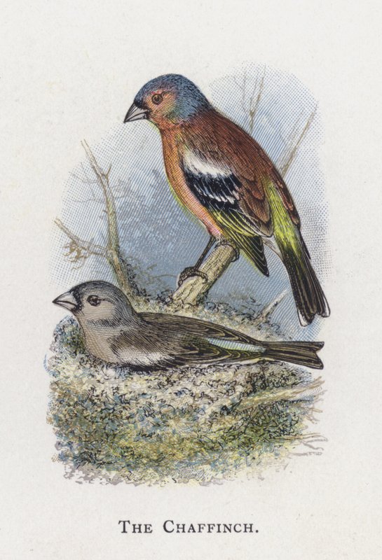 A Chaffinch alkotó: Alexander Francis Lydon