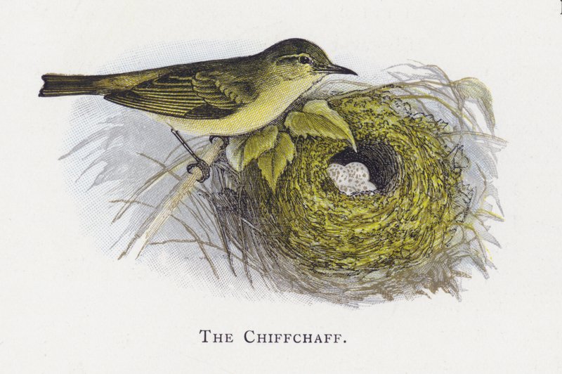 A Chiffchaff alkotó: Alexander Francis Lydon