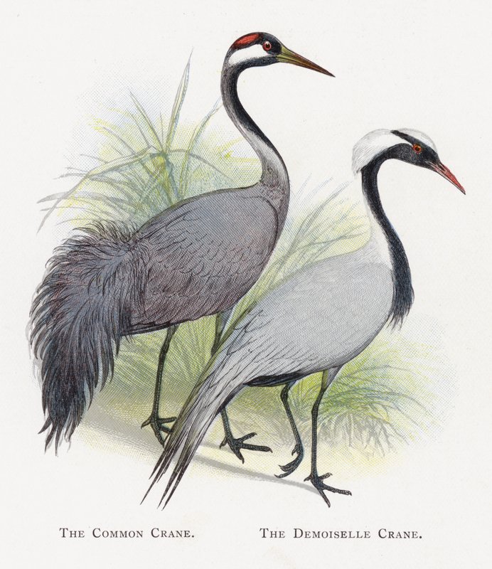 The Common Crane, The Demoiselle Crane alkotó: Alexander Francis Lydon