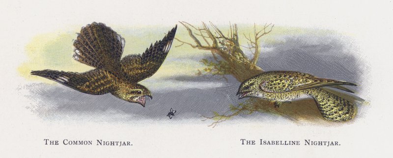 The Common Nightjar, The Isabelline Nightjar alkotó: Alexander Francis Lydon