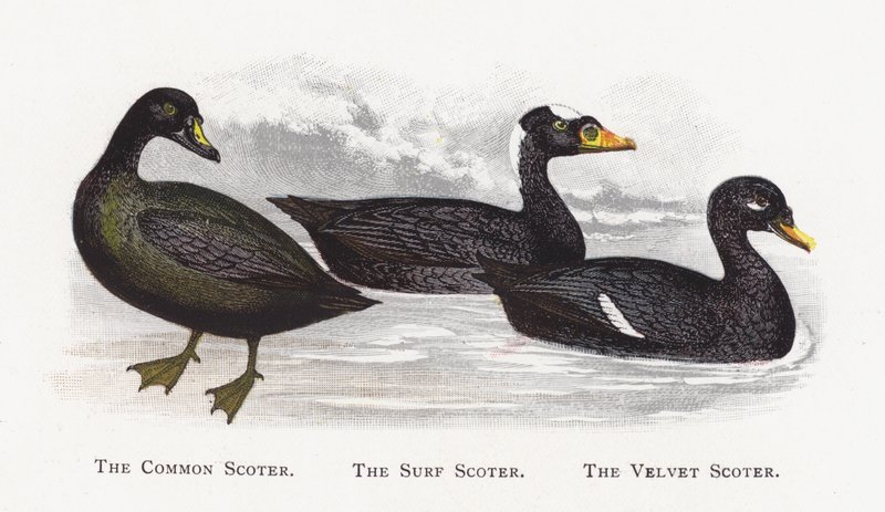 The Common Scoter, The Surf Scoter, The Velvet Scoter alkotó: Alexander Francis Lydon