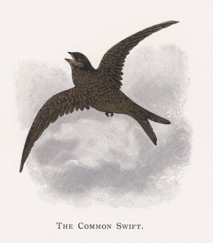 A Közönséges Swift alkotó: Alexander Francis Lydon