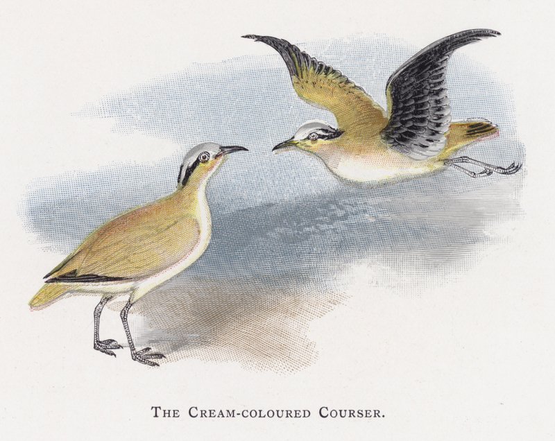 A krémszínű Courser alkotó: Alexander Francis Lydon