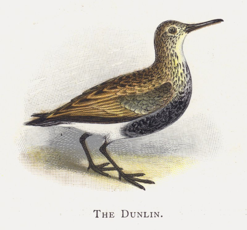 A Dunlin alkotó: Alexander Francis Lydon