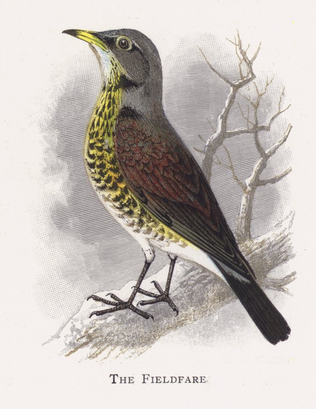 A Fieldfare alkotó: Alexander Francis Lydon