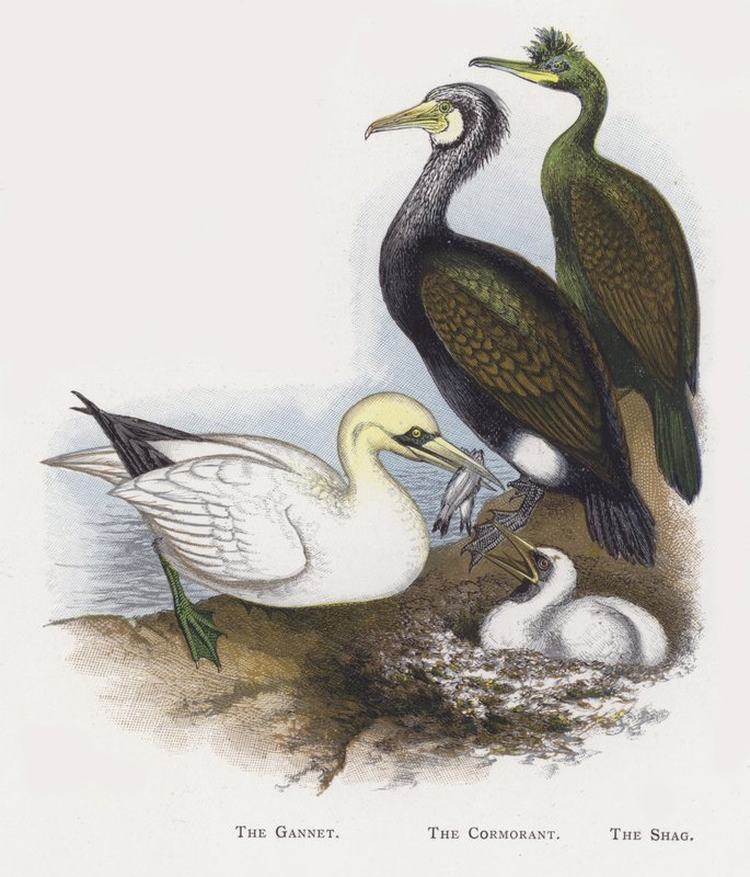 A Gannet, A Kormorán, A Shag alkotó: Alexander Francis Lydon