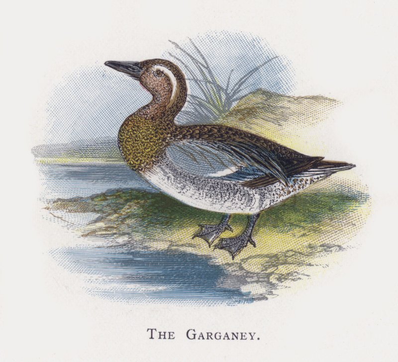 A Garganey alkotó: Alexander Francis Lydon