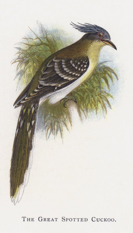 A nagy pettyes kakukk alkotó: Alexander Francis Lydon