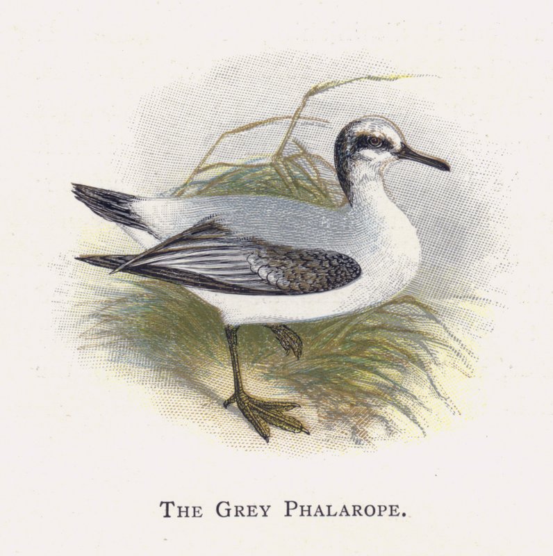 A szürke phalarope alkotó: Alexander Francis Lydon