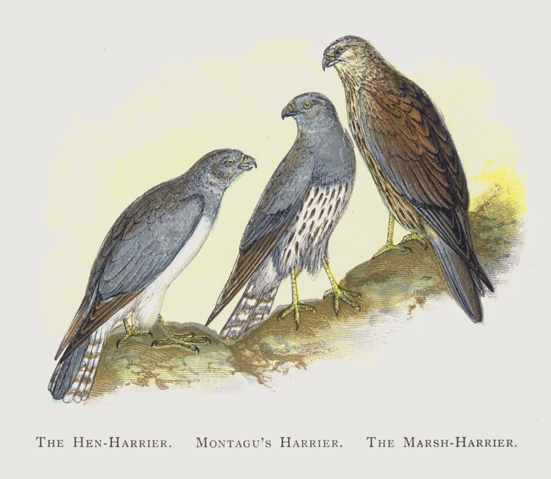 A tyúkól, Montagus horrier, The Marsh-Harrier alkotó: Alexander Francis Lydon